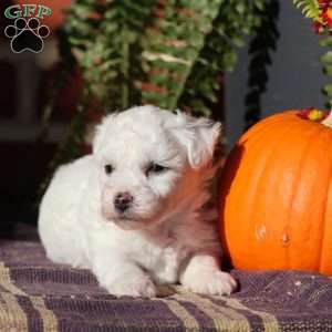 Georgie, Bichon Frise Puppy